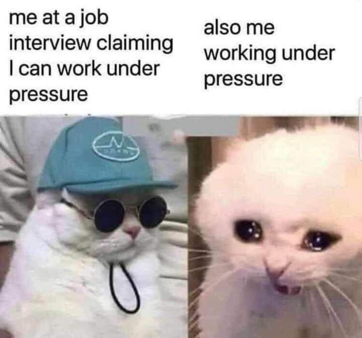 Work meme about cat different cat faces at work