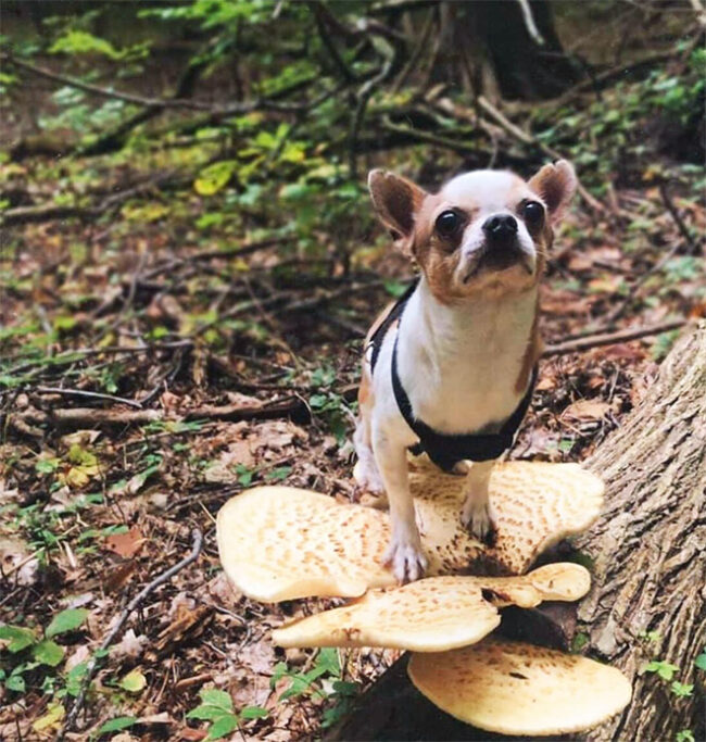 Dogs On Mushrooms...No Literally (17 pics)