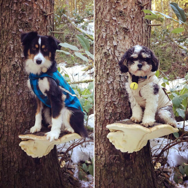 Dogs On Mushrooms...No Literally (17 pics)