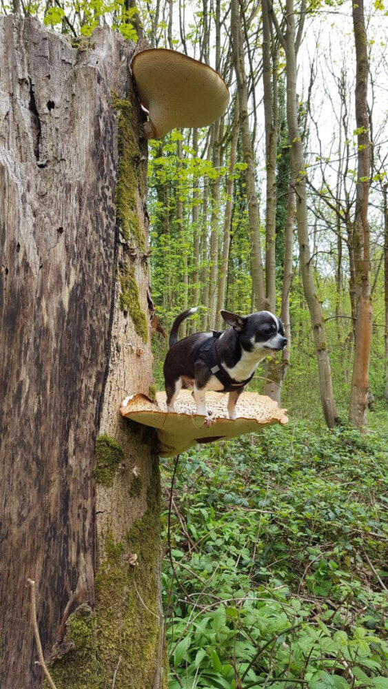 Dogs On Mushrooms...No Literally (17 pics)