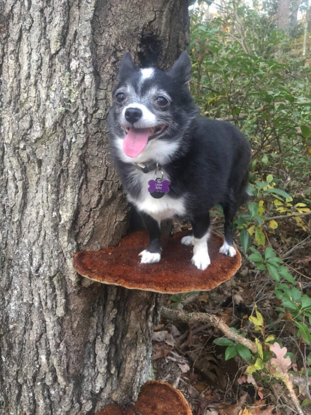 Dogs On Mushrooms...No Literally (17 pics)