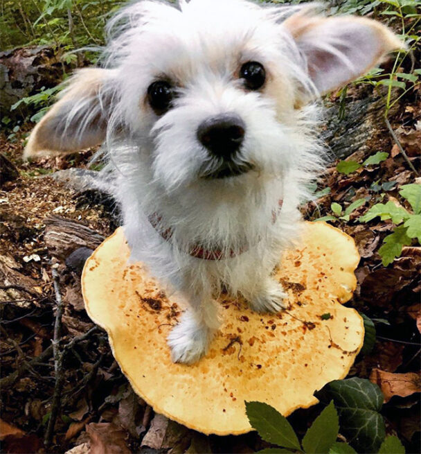 Dogs On Mushrooms...No Literally (17 pics)