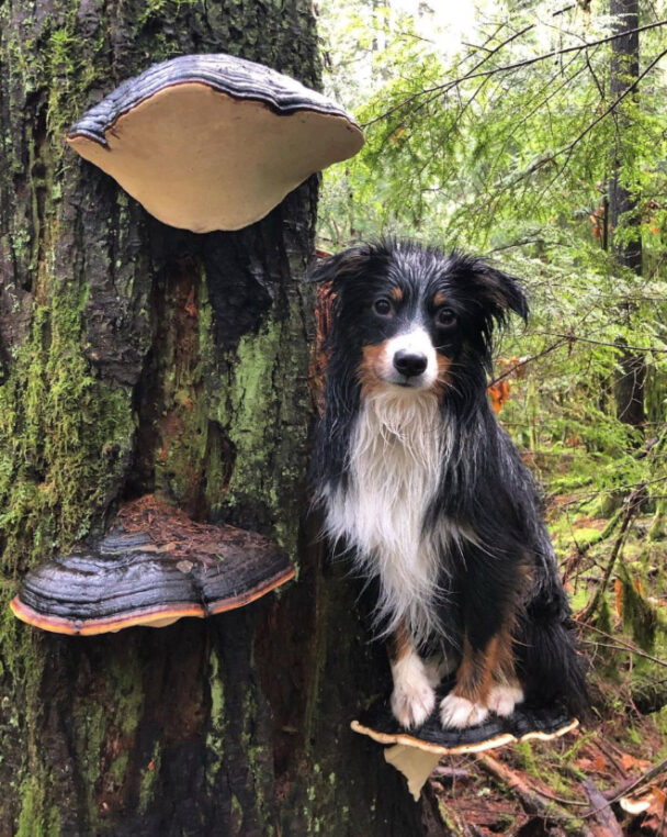 Dogs On Mushrooms...No Literally (17 pics)