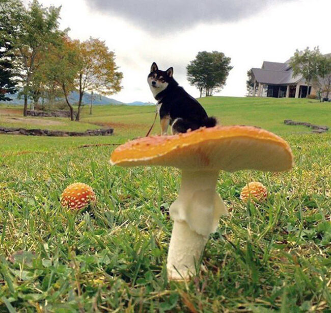 Dogs On Mushrooms...No Literally (17 pics)