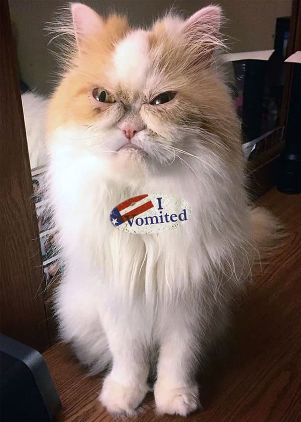 cats-wearing-i-vomited-stickers-make-elections-worth-it-10-pics