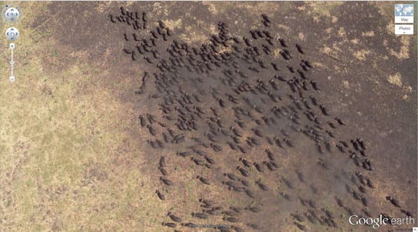 Buffalo Herd, Kigosi Game Reserve, Tanzania