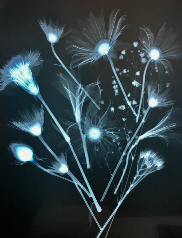 X Rayed Objects 30 Interesting X-Rays Of Things You've Probably Never Seen X-Rayed Before