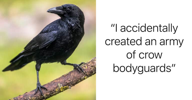 Woman Shares How She Accidentally Created An ‘Army Of Crows’ And Possibly Saved A Neighbors Life