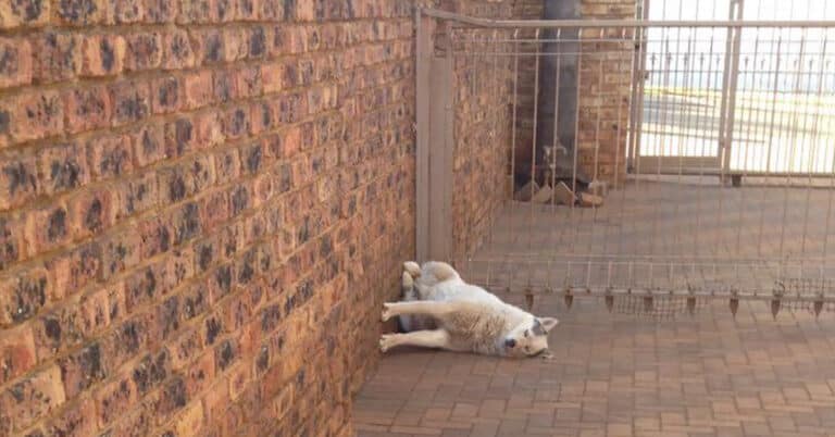 50 Derpy Dogs Sleeping In Funny Positions