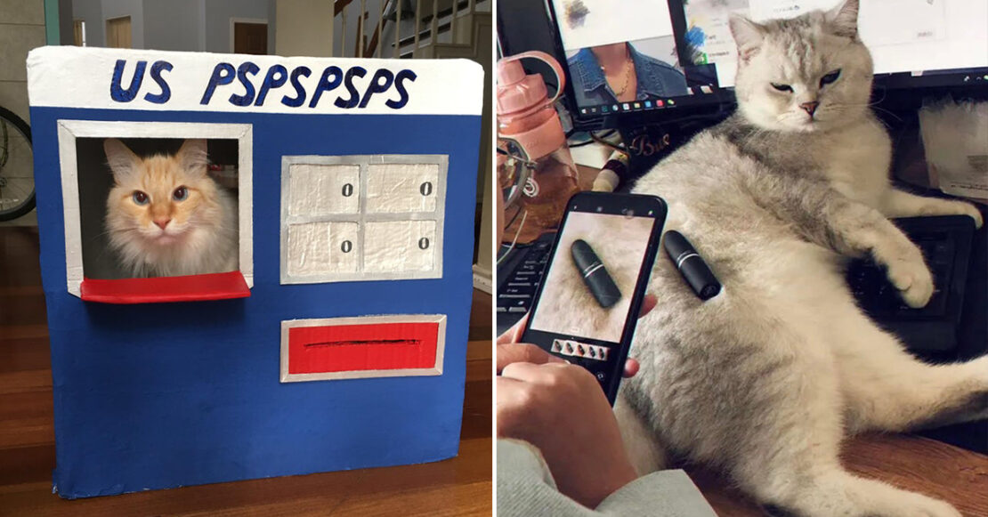 Cat Jobs Are Easy Because Cats Don't Work Unless They Have To