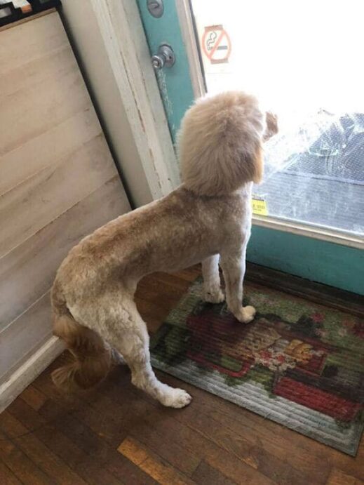 Owners Are Giving Their Dogs Mullets And I Can't Tell If It's Good Or ...