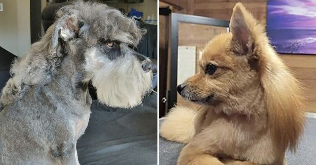 Owners Are Giving Their Dogs Mullets And I Can't Tell If It's Good Or ...