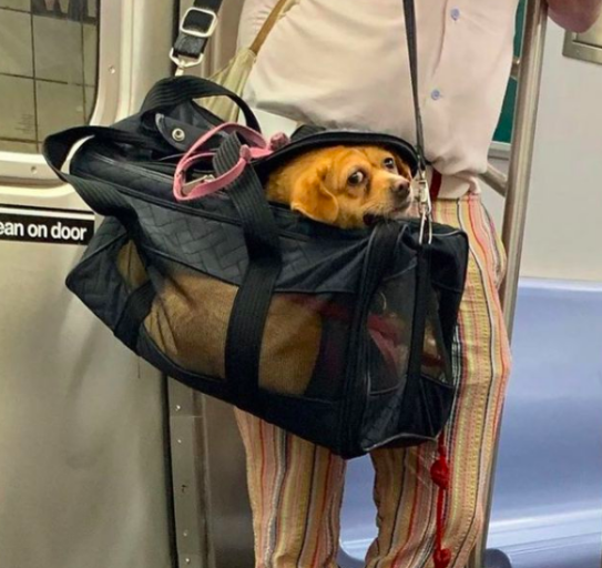 Dogs In Bags Are Still Very Good Dogs, Maybe Even Better