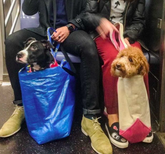 Dogs In Bags Are Still Very Good Dogs, Maybe Even Better