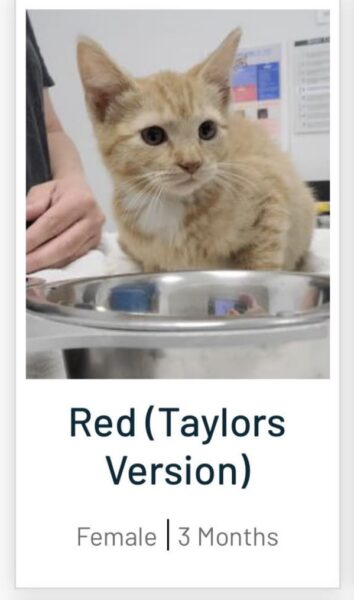 Petfinder Names Account Shares The Most Creative Pet Names People petfinder-names-account-shares-the-most-creative-pet-names-people