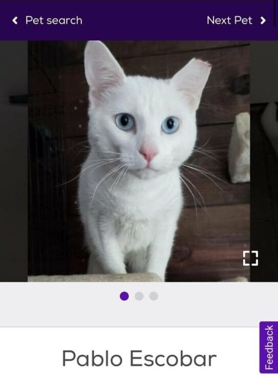 "Petfinder Names" Account Shares The Most Creative Pet Names People Come Across (35 Pics)