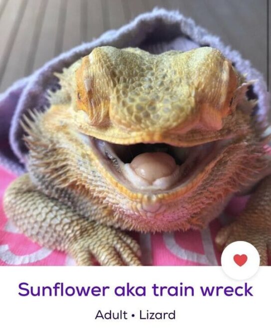 Petfinder Names Account Shares The Most Creative Pet Names People petfinder-names-account-shares-the-most-creative-pet-names-people