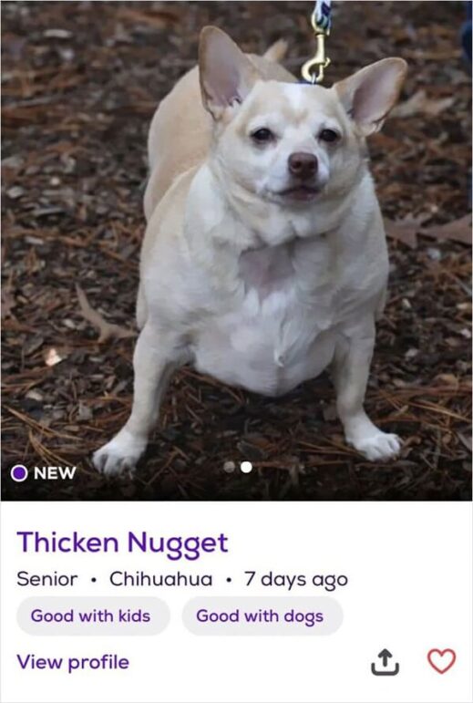 petfinder-names-account-shares-the-most-creative-pet-names-people