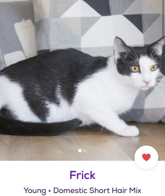 Petfinder Names Account Shares The Most Creative Pet Names People petfinder-names-account-shares-the-most-creative-pet-names-people
