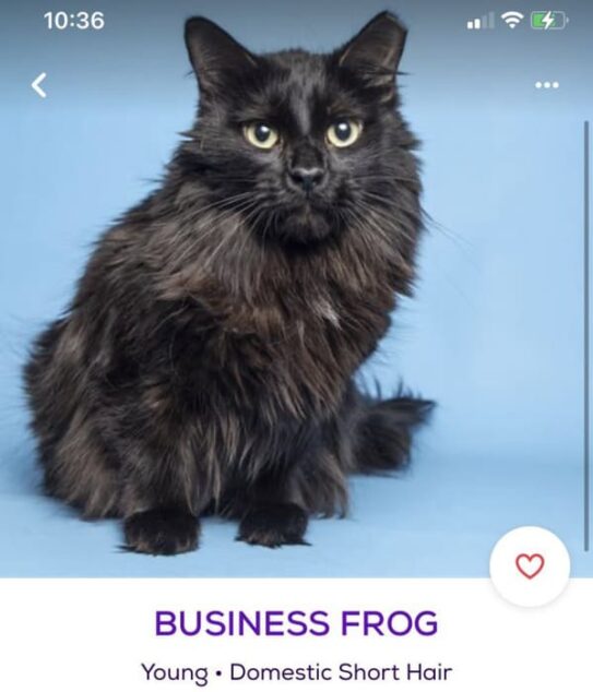 "Petfinder Names" Account Shares The Most Creative Pet Names People Come Across (35 Pics)