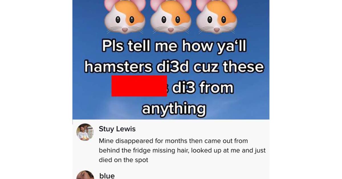 hamster years in human years｜TikTok Search