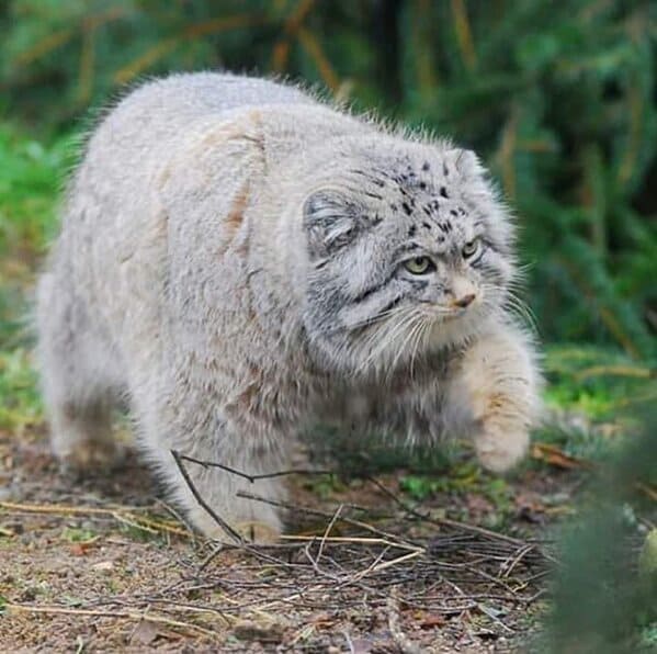 Photos of Adorable Manul, The Pallas's Cat in Mongolia