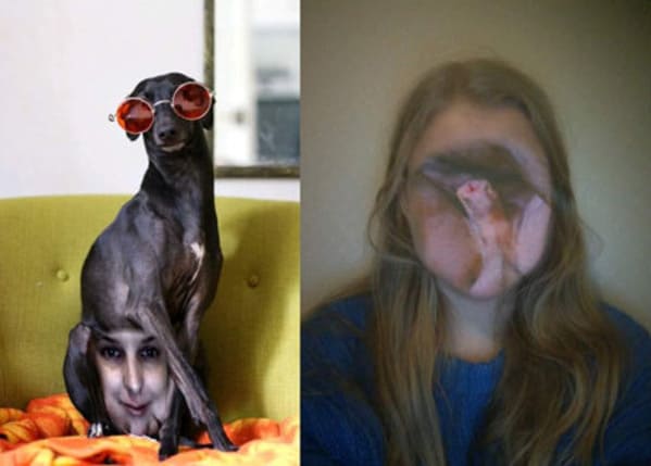 funny animal face swaps