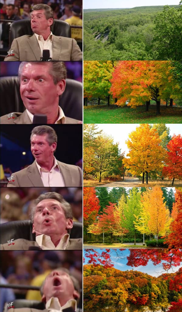 27 Funny Fall Memes For Anyone Who Lives For Dying Leaves