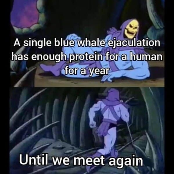 skeletor meme until we meet again - whale human