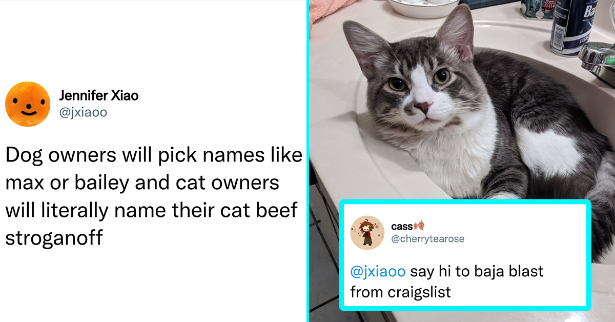 Cat Owners Are Sharing The Funny Names They've Given Them In This Viral ...