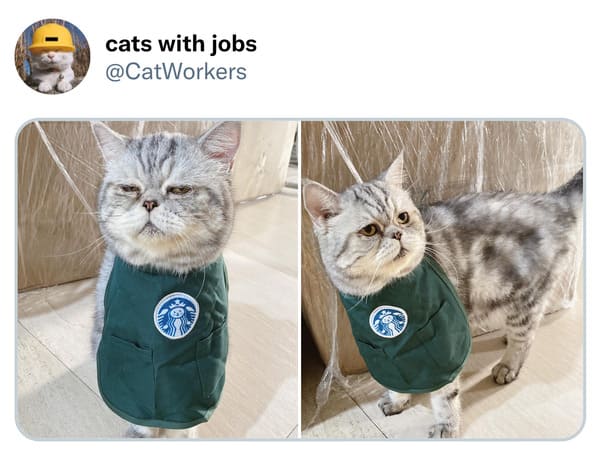 Twitter Account Shares Pics Of Hard Working Cats With Jobs 25 Pics Twitter Account Shares Pics Of Hard Working Cats With Jobs 25 Pics