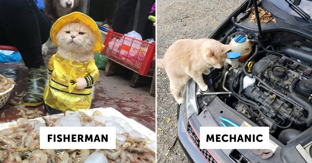twitter-account-shares-pics-of-hard-working-cats-with-jobs-25-pics