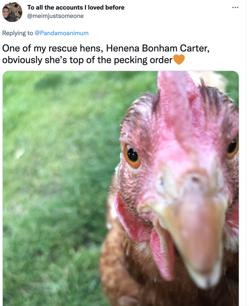 really-clucking-funny-chicken-names-a-twitter-thread