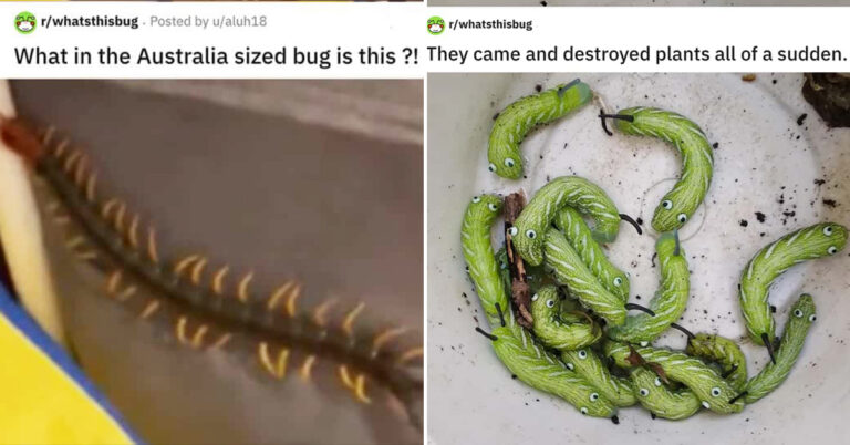 People Are Helping Each Other Identify Strange Insects (15 Pics)