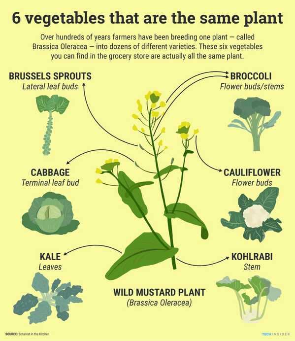 35 Cool Food Charts That Might Actually Make You A Little Bit Smarter - Jarastyle