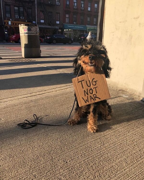 dog with sign