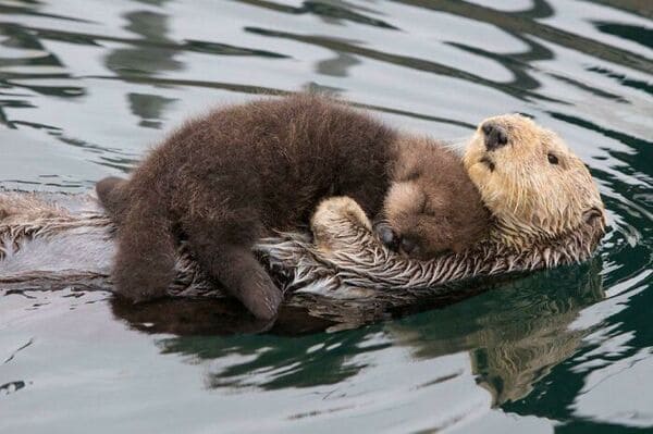 40 Otterly Adorable Otter Pictures To Start Your Week Right