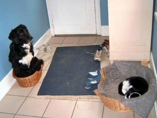 cats stealing dog beds