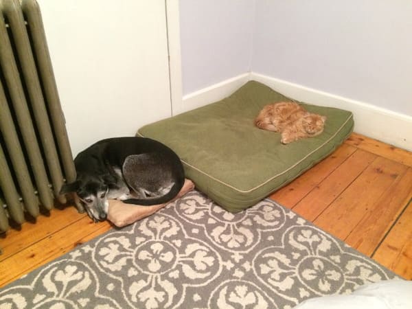 cats stealing dog beds
