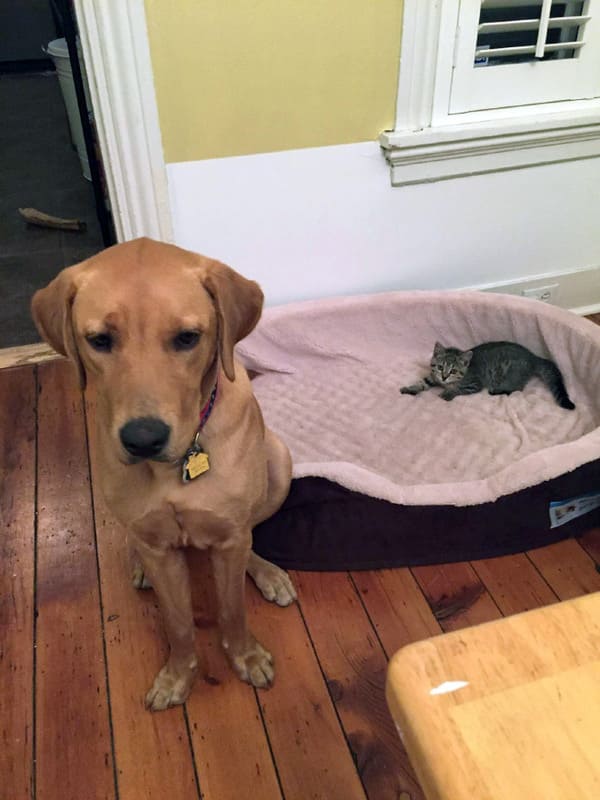 cats stealing dog beds