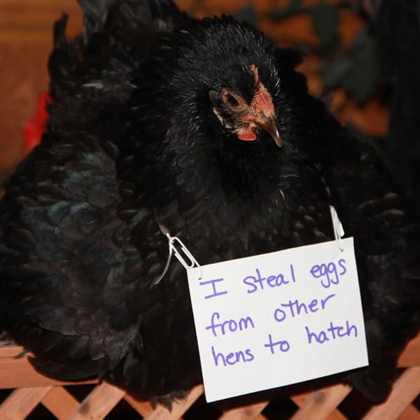 chicken-shaming