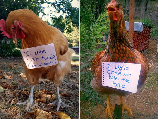 chicken-shaming
