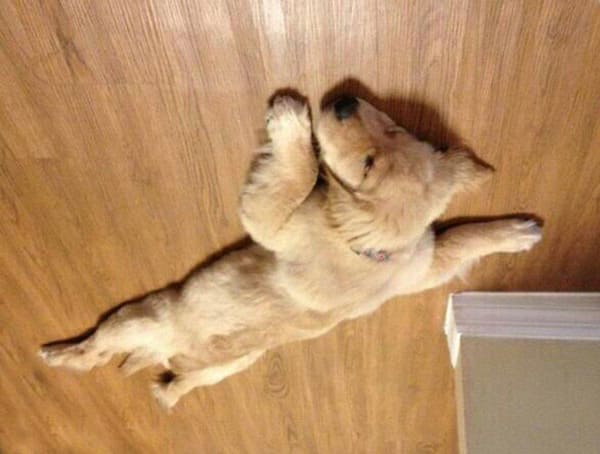 dog stuck to ceiling