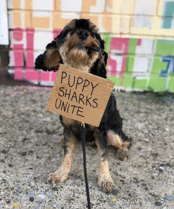 dog with sign