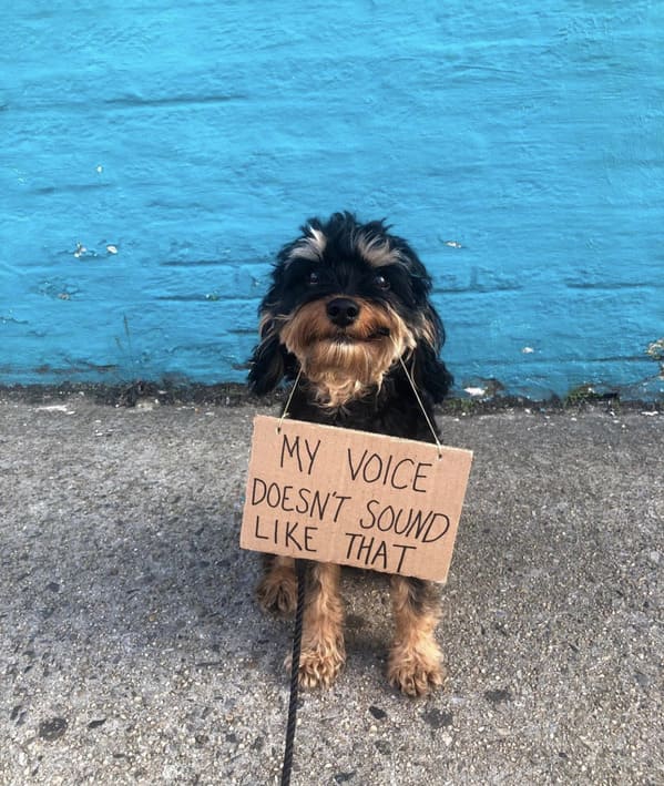 dogwithsign instagram