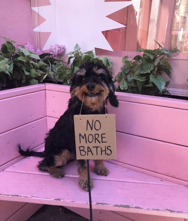 dogwithsign instagram