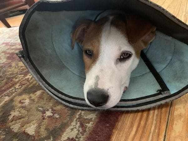 designs hard to clean dog's flexible cone