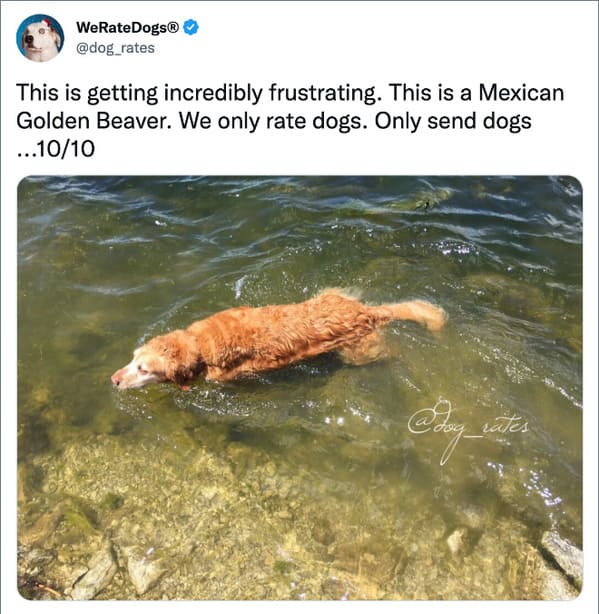 we rate dogs twitter