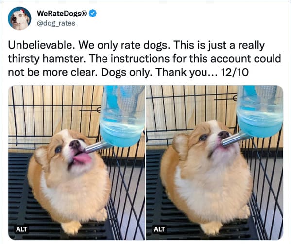 we rate dogs twitter