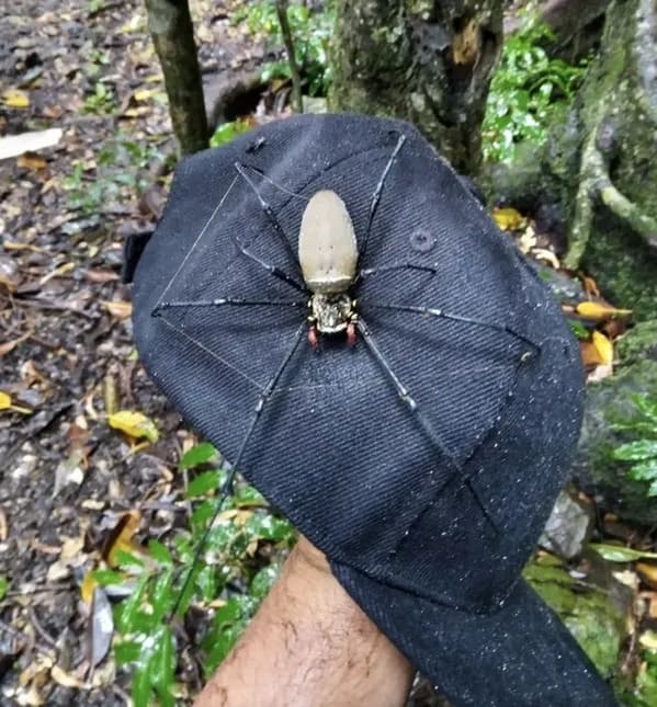 terrifying creatures australia